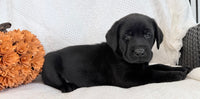 Storm Male AKC Labrador Retriever $1250