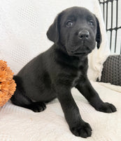 Storm Male AKC Labrador Retriever $1250