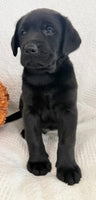 Storm Male AKC Labrador Retriever $1250