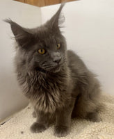 Maine Coon