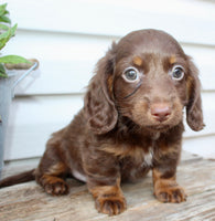 Carter Male AKC Mini Dachshund $1450