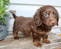 Carter Male AKC Mini Dachshund $1450