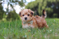 Morkie