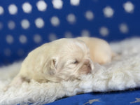 Jelly Male AKC Pekingese $3625