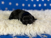 Pretzel Male AKC Pekingese $3625
