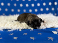 Pork chop Male AKC Pekingese $3625