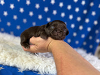 Joco Chocolate Male AKC Pekingese $3625