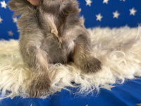 Blue boy Male AKC Pekingese $3625