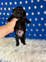 Jet Male AKC Pekingese $3625