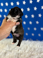 Pickles Male AKC Pekingese $3625