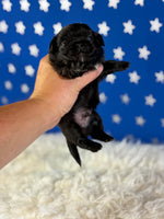 Pretzel Male AKC Pekingese $3625