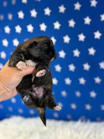 Pork chop Male AKC Pekingese $3625
