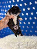 Pickles Male AKC Pekingese $3625