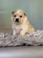 Pomeranian