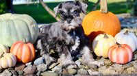 Teddy Male AKC Mini Schnauzer $999