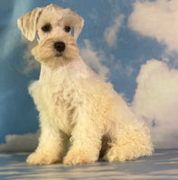 Pongo Male Schnoodle $1375