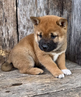 Shiba Inu