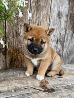 Shiba Inu