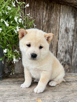 Shiba Inu
