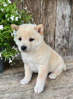 Shiba Inu