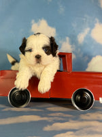 Reese Male ACA Shihtzu $985