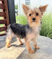 Yorkshire Terrier
