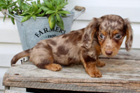 Charlie Male AKC Mini Dachshund $2250