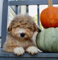 Drake Male Mini Aussiepoo $495