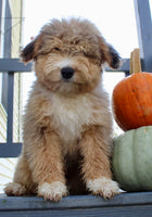 Drake Male Mini Aussiepoo $495