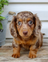 Charlie Male AKC Mini Dachshund $2250