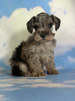 Pipsqueak Male Schnoodle $1625