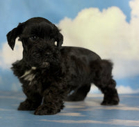 Panther Male Schnoodle $1375