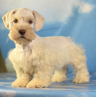 Parker Male Schnoodle $1375