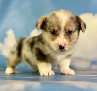 Corgi 