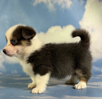 Corgi 