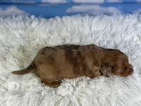 Mini Dachshund