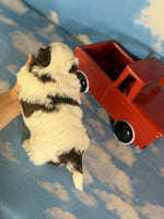 Snickers Male ACA Shihtzu $985