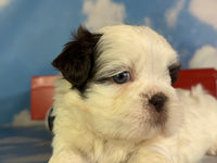 Reese Male ACA Shihtzu $985