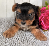 Yorkshire Terrier