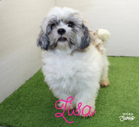 Lucky Male Malshi $575