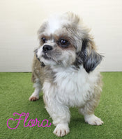 Amber Female Malshi $650