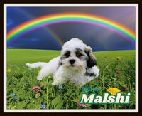 Lucky Male Malshi $575