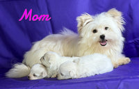 Daisy Female Maltipom $1325