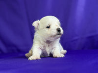 Maltipom
