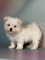Maltipom
