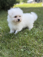 Maltipom