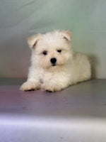 Maltipom