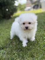 Maltipom