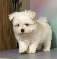 Maltipom