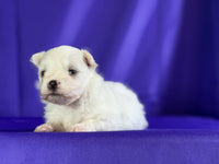 Maltipom